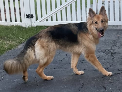 LASSIE - Collie / Shepherd available for adoption