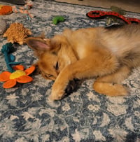 Lassie - Photo 6