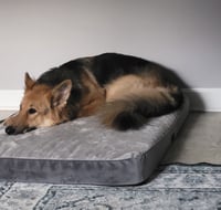 Lassie - Photo 5