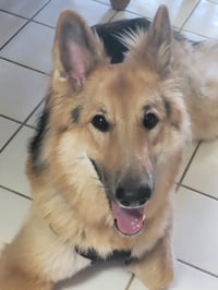 Lassie - Photo 7