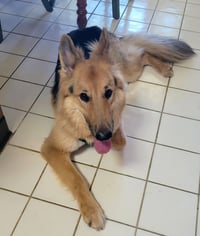 Lassie - Photo 8