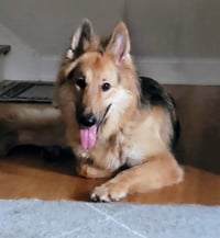 Lassie - Photo 4