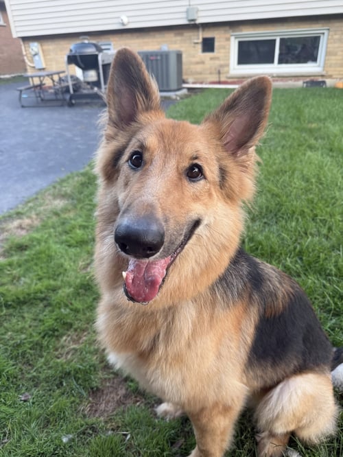 LASSIE - Collie / Shepherd available for adoption