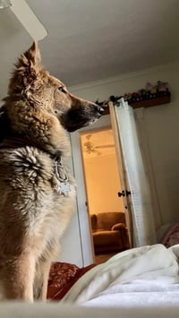 Lassie - Photo 11