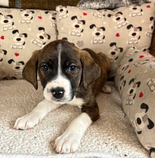 VEGA - Plott Hound / Australian Shepherd available for adoption