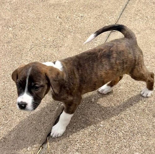 VEGA - Plott Hound / Australian Shepherd available for adoption