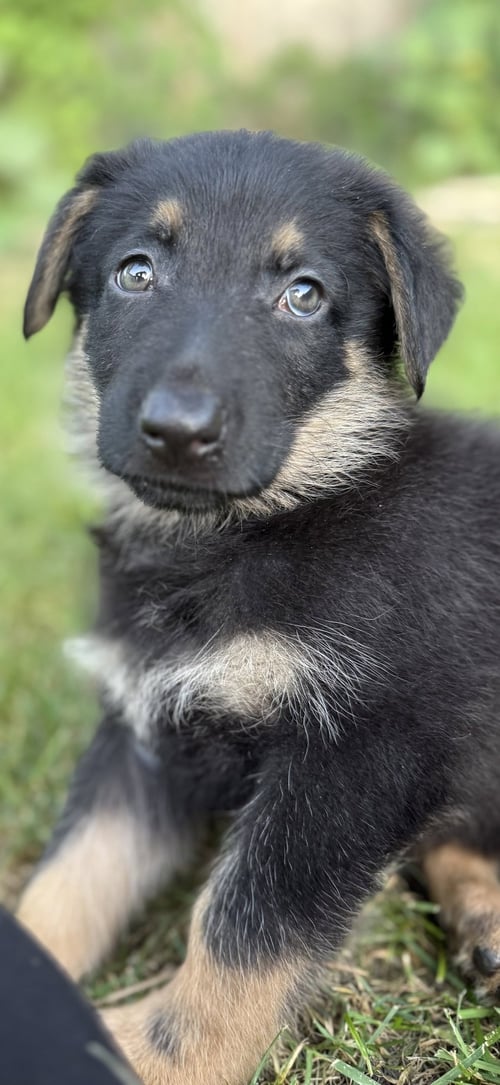 HOWLOWEEN HOUND - PENDING - German Shepherd Dog available for adoption