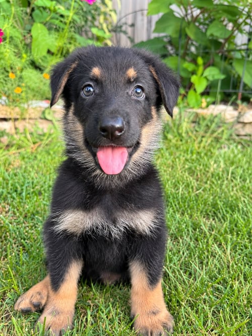 HOWLOWEEN HOUND - PENDING - German Shepherd Dog available for adoption