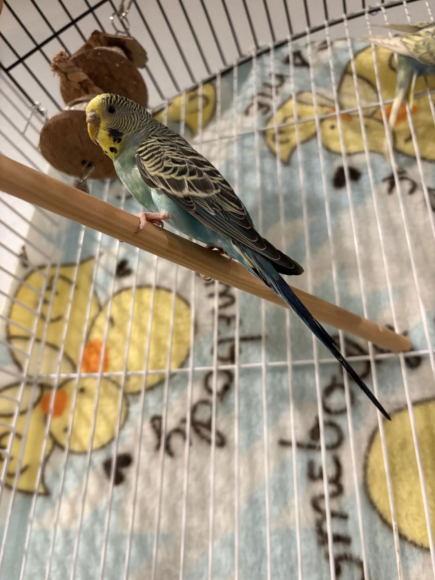 PARAKEETS - FEMALE 2 - Parakeet - Other available for adoption