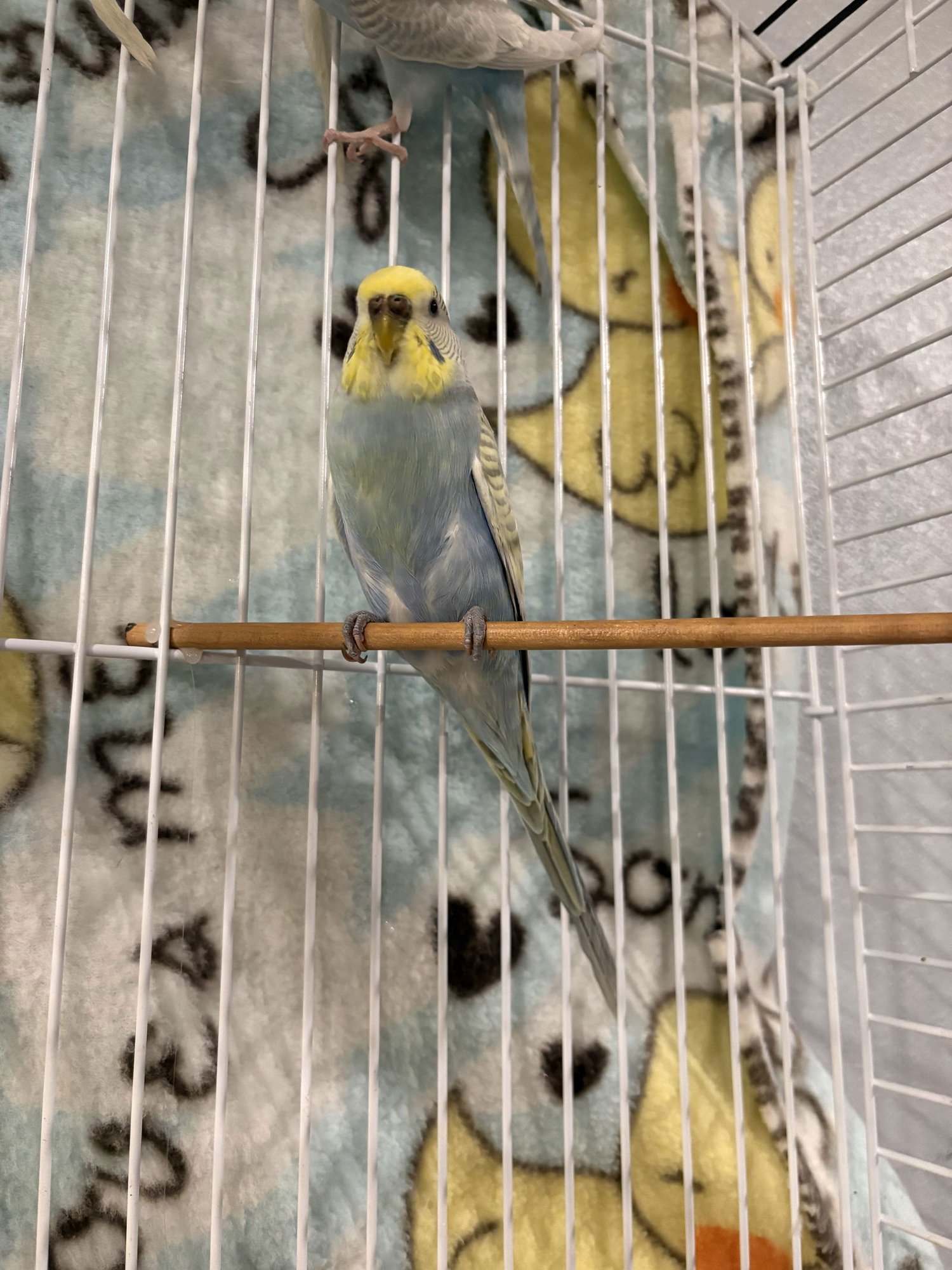 Parakeets - Female 2 - Photo 3