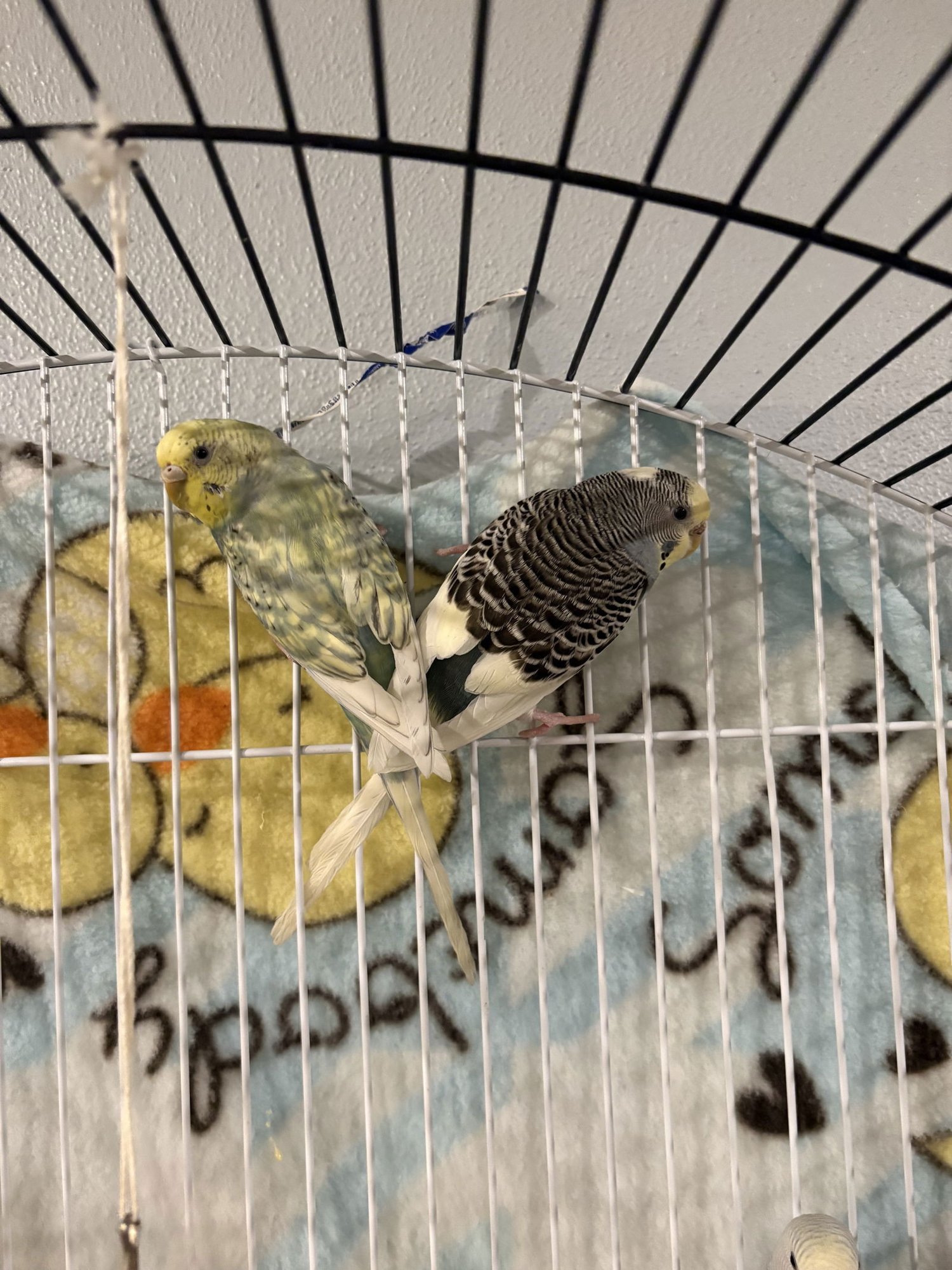 Parakeets - Female 2 - Photo 4