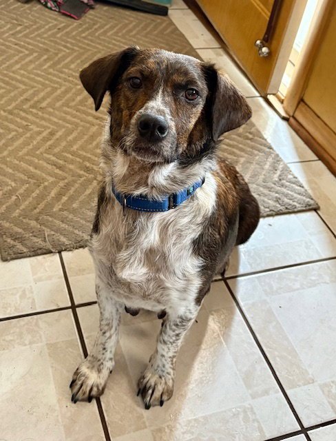 MISS DAISY - Plott Hound / Australian Shepherd available for adoption