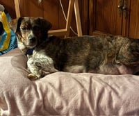 Miss Daisy - Photo 2