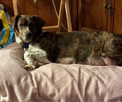 MISS DAISY - Plott Hound / Australian Shepherd available for adoption