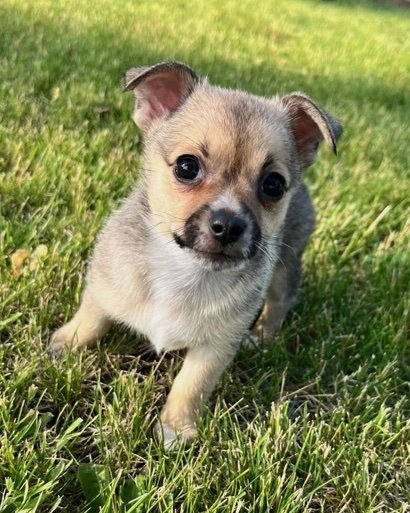 JR MINT - Chihuahua available for adoption