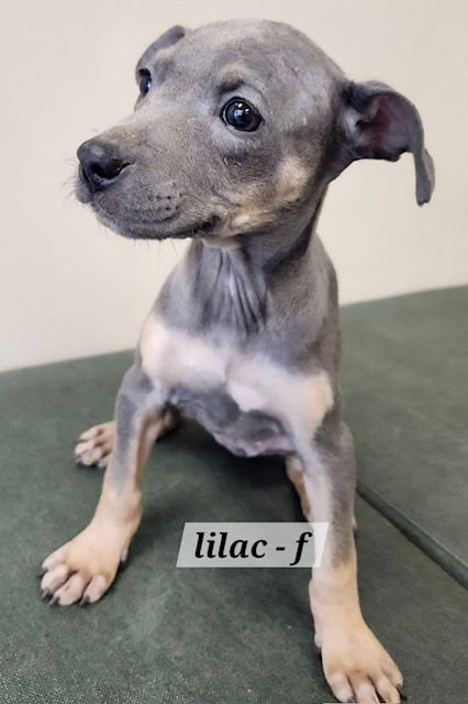 LILAC - Labrador Retriever for adoption in Aurora