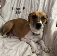 Bingo - Photo 1