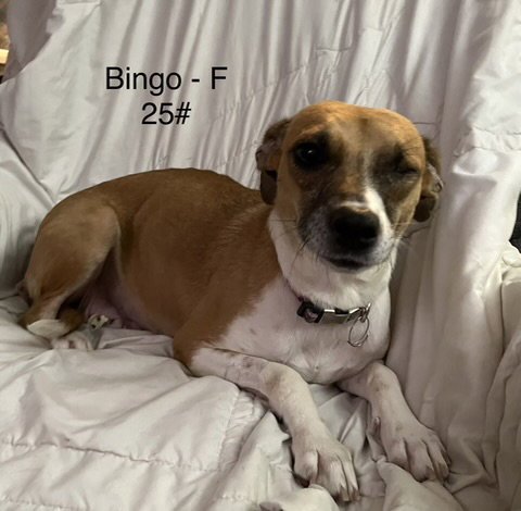 BINGO - Terrier available for adoption
