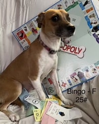 Bingo - Photo 2