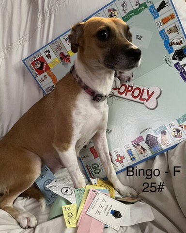 BINGO - Terrier available for adoption