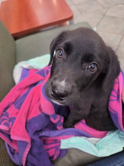 DOLLY PARTON - Retriever available for adoption
