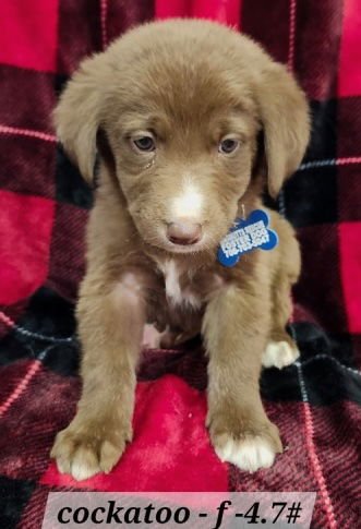 COCKATOO - Australian Shepherd available for adoption