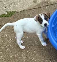 Opie - Photo 13