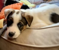 Opie - Photo 11