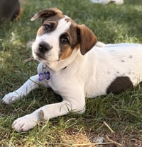 Opie - Photo 4