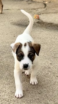 Opie - Photo 9