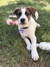 Opie - Photo 6