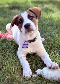 Opie - Photo 5