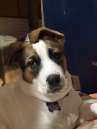 Opie - Photo 2