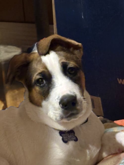 OPIE - Shepherd / Beagle available for adoption