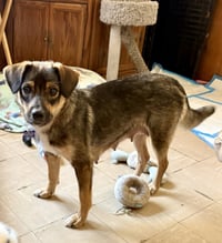 Opie - Photo 12