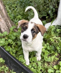 Opie - Photo 8