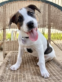 Opie - Photo 7