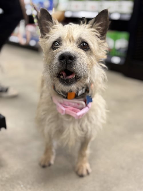 MIMI CA - Cairn Terrier for adoption in Chicago