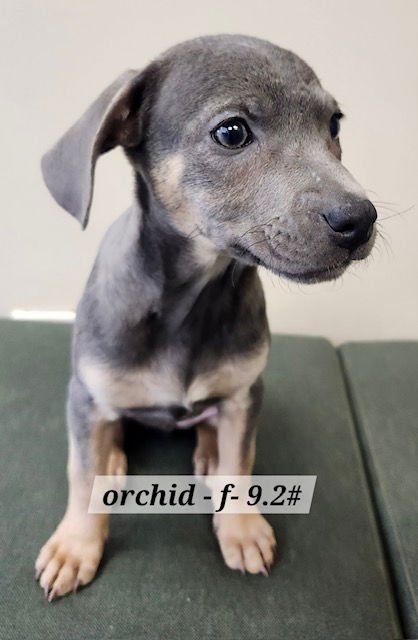 ORCHID - Labrador Retriever for adoption in Aurora