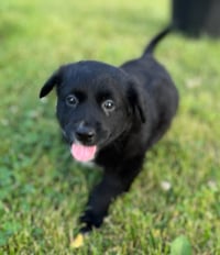 Black Bean - Photo 1