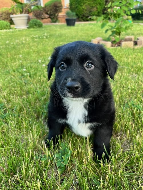 BLACK BEAN - Labrador Retriever available for adoption
