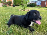 Black Bean - Photo 3