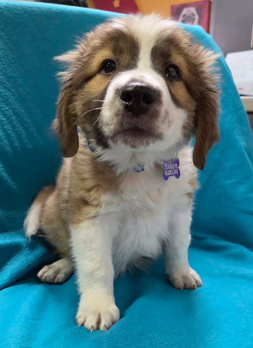 DILLINGER - Collie / Australian Shepherd available for adoption