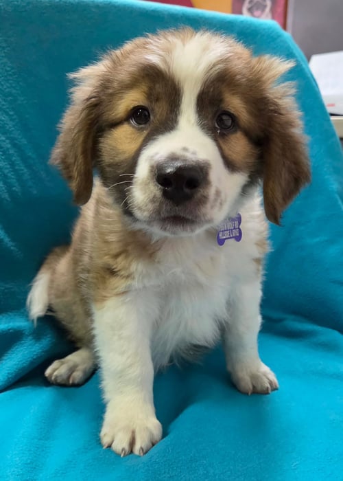 DILLINGER - Collie / Australian Shepherd available for adoption
