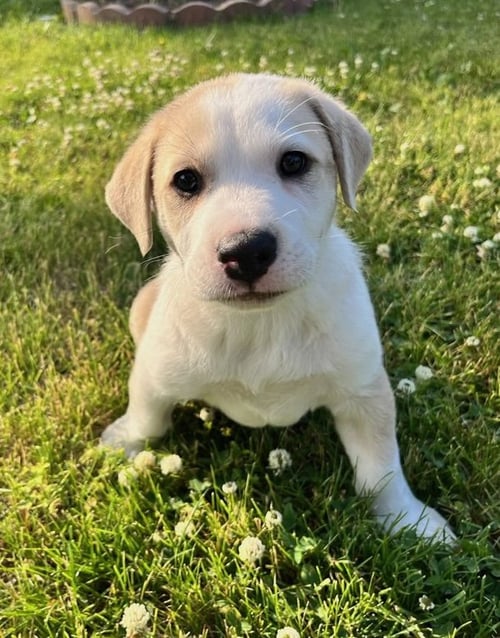 PINTO BEAN - Labrador Retriever for adoption in Aurora