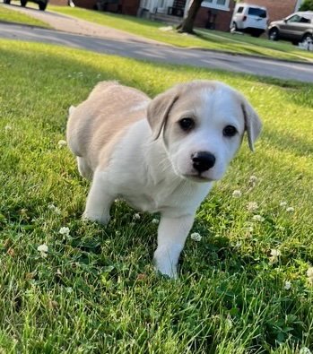 PINTO BEAN - Labrador Retriever available for adoption