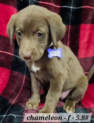 CHAMELEON - Australian Shepherd available for adoption