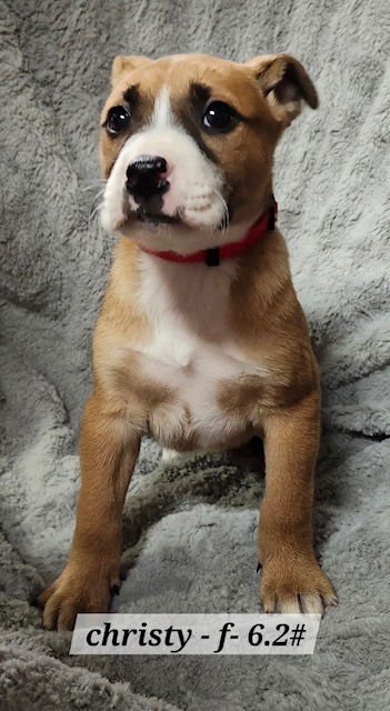 CHRISTY - Boxer available for adoption