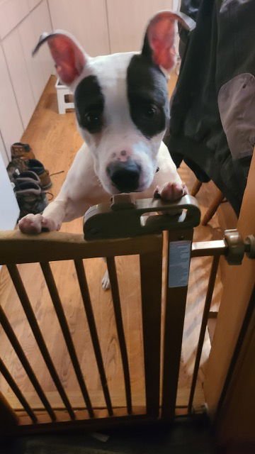 TINKLEBELL - Terrier available for adoption