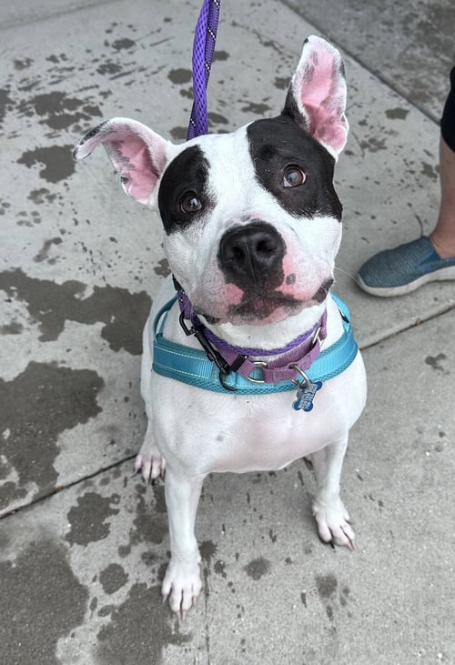 TINK - Terrier available for adoption